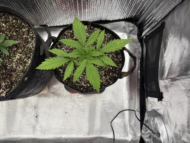 2026 | Glookies | Mystery Seed. Week 3 - ?? Seed