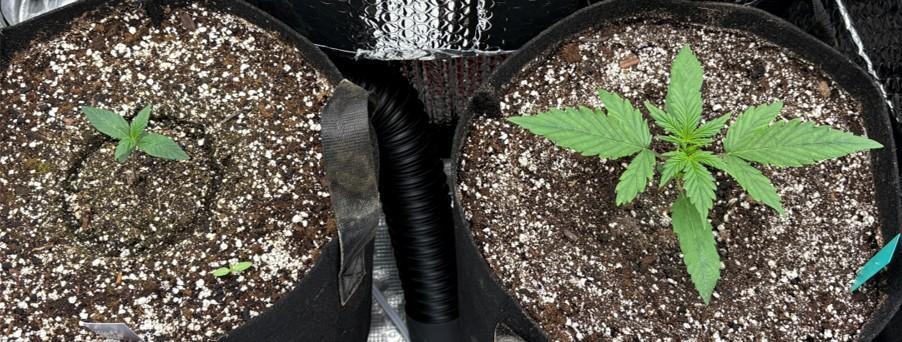 Mephisto (Mango Sorbet | Creamzicle). Week 1