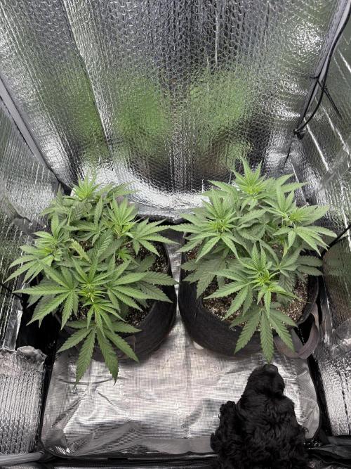 Pink Portal OG. Week 5