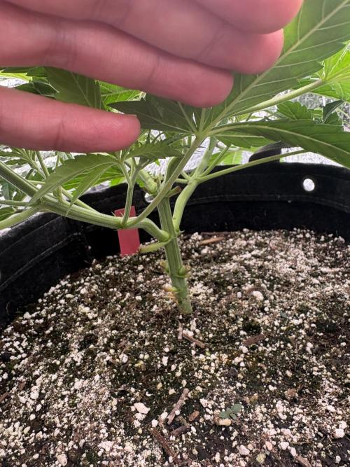 Pink Portal OG. Week 5