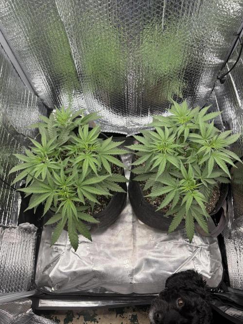 Pink Portal OG. Week 5