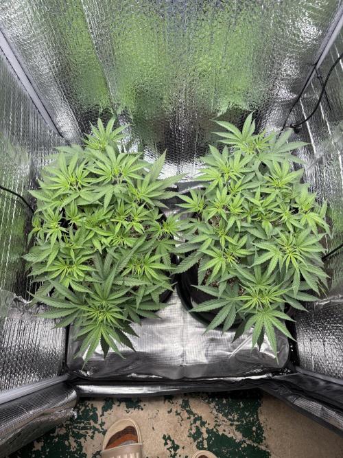 Pink Portal OG. Week 6 - D37