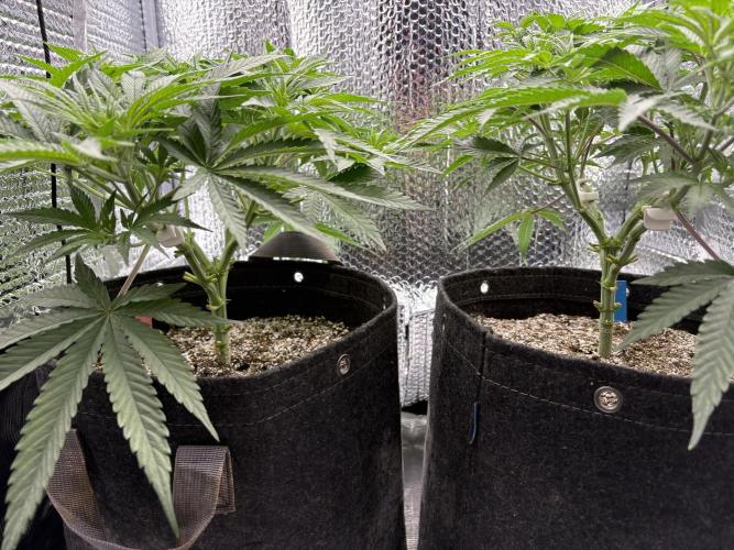 Pink Portal OG. Week 6 - D37