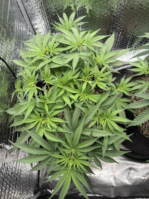 Pink Portal OG. Week 6 - D37
50% nutes