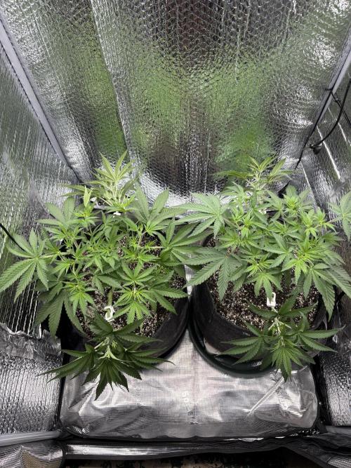 Pink Portal OG. Week 6 - D 35
After LST