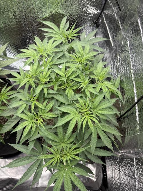 Pink Portal OG. Week 6 - D37
100% nutes