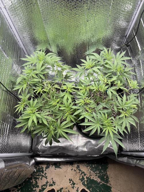 Pink Portal OG. Week 7 - After LST