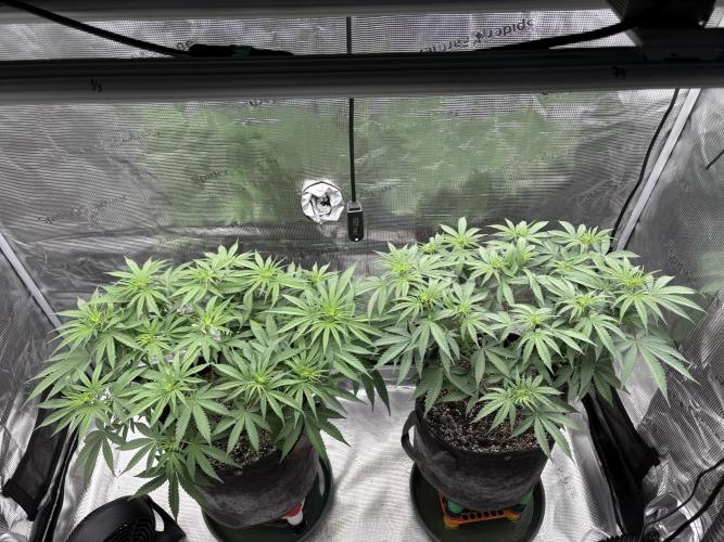 Pink Portal OG. Week 7