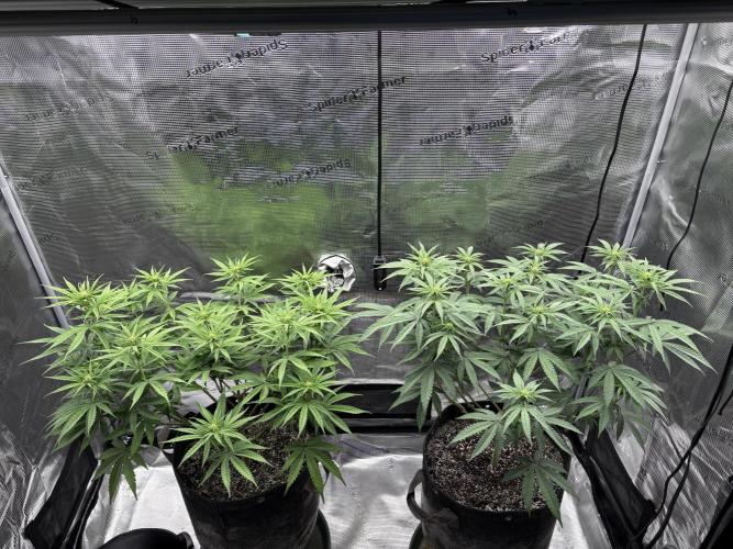 Pink Portal OG. Week 8