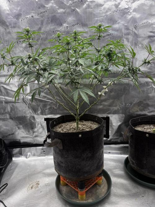 Pink Portal OG. Week 9 - Solo plant laid out