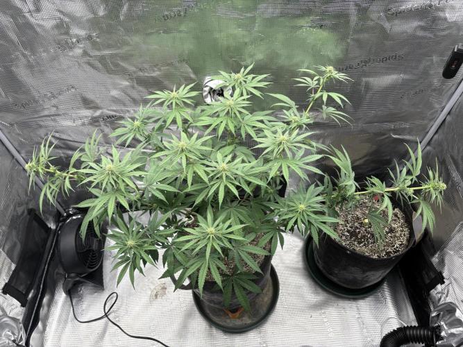 Pink Portal OG. Week 9