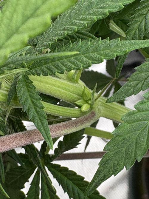 Pink Portal OG. Week 9 - Herm- Left plant