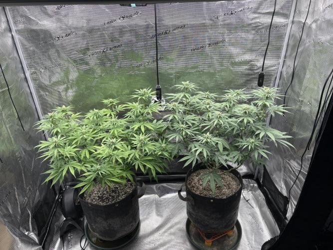 Pink Portal OG. Week 9