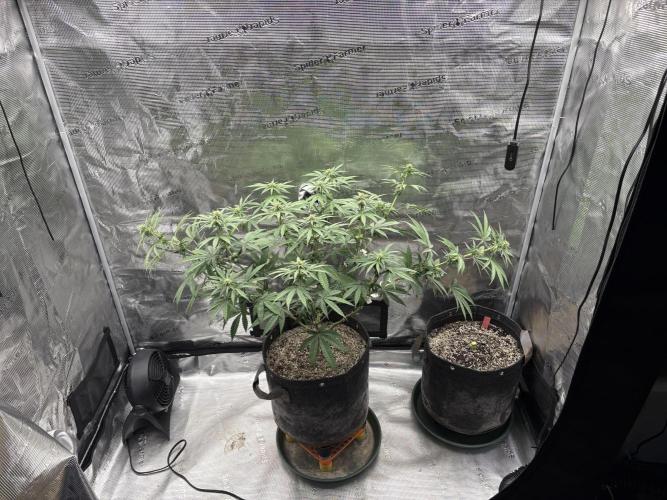 Pink Portal OG. Week 9