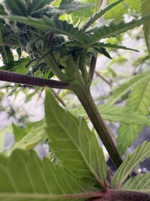 Pink Portal OG. Week 10 - Herm