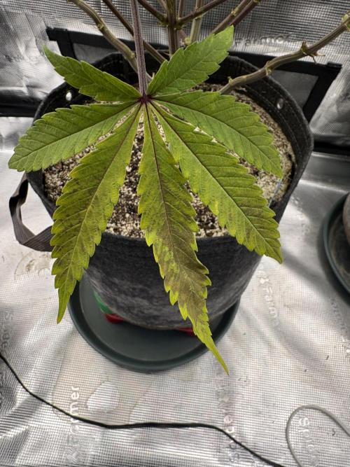 Pink Portal OG. Week 10 - Phos Def