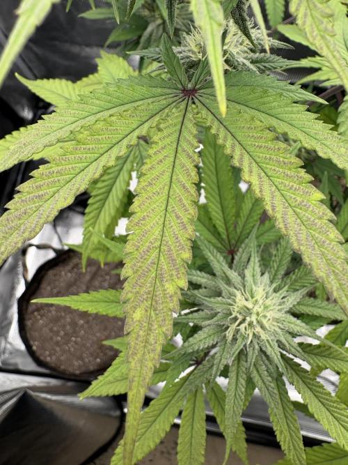 Pink Portal OG. Week 10 - Phos Def