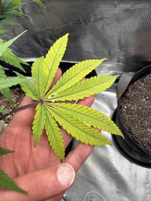 Pink Portal OG. Week 10 - Nitrogen Def