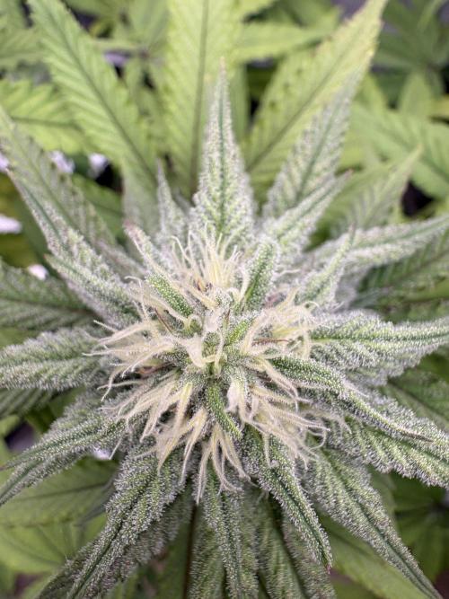 Pink Portal OG. Week 10