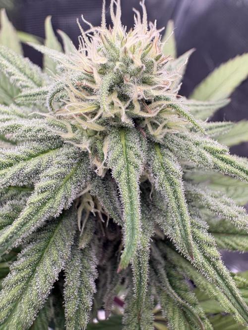 Pink Portal OG. Week 10