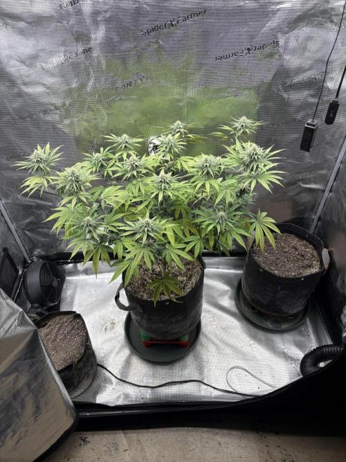 Pink Portal OG. Week 10 - Day 63