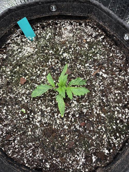 2026 | Glookies | Mystery Seed. Week 2 - Glookies Green