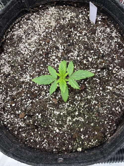 2026 | Glookies | Mystery Seed. Week 2 - Glookies White