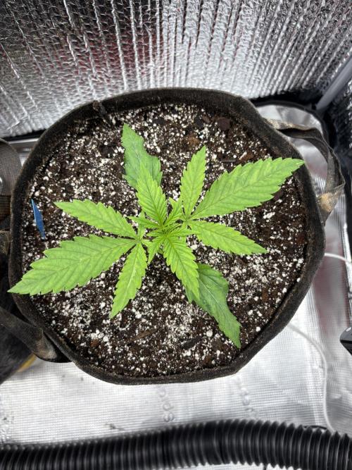 2026 | Glookies | Mystery Seed. Week 2