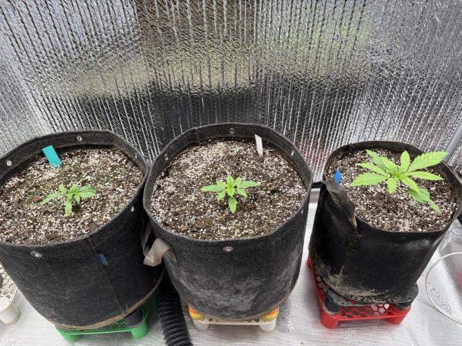 2026 | Glookies | Mystery Seed. Week 2 - Day 13
