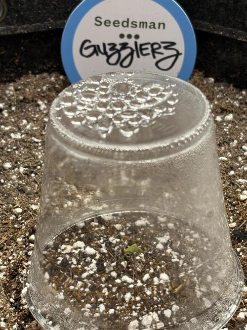 2026 | Guzzlerz. Week 0 - 72 hrs after soaking seed