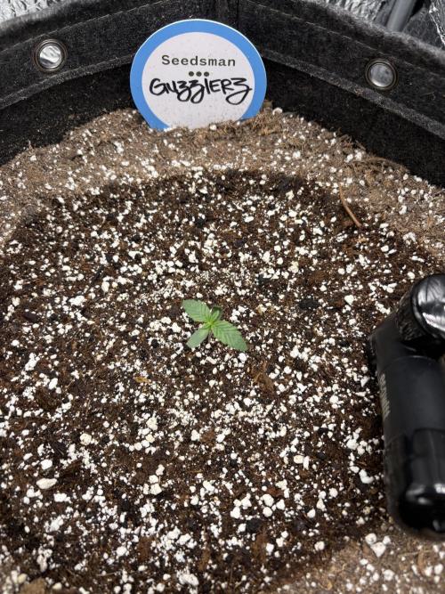 2026 | Guzzlerz. Week 1 - Day 4