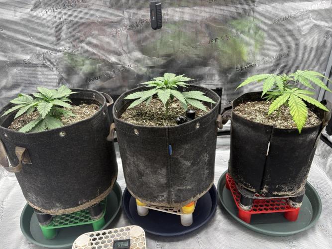 2026 | Glookies | Mystery Seed. Week 4 - D23