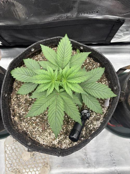 2026 | Glookies | Mystery Seed. Week 4 - D23 White Glookies