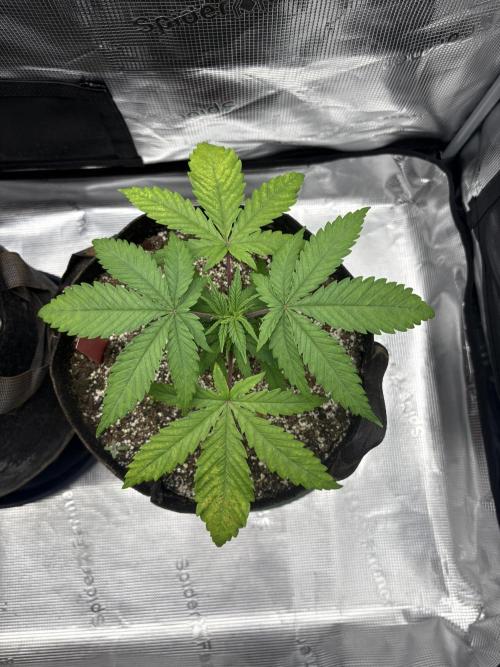 2026 | Glookies | Mystery Seed. Week 4 - D23 ?? Seed