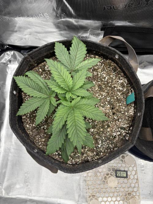 2026 | Glookies | Mystery Seed. Week 4 - D23 Green Glookies