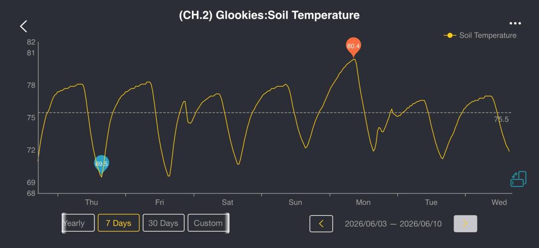2026 | Glookies | Mystery Seed. Week 4