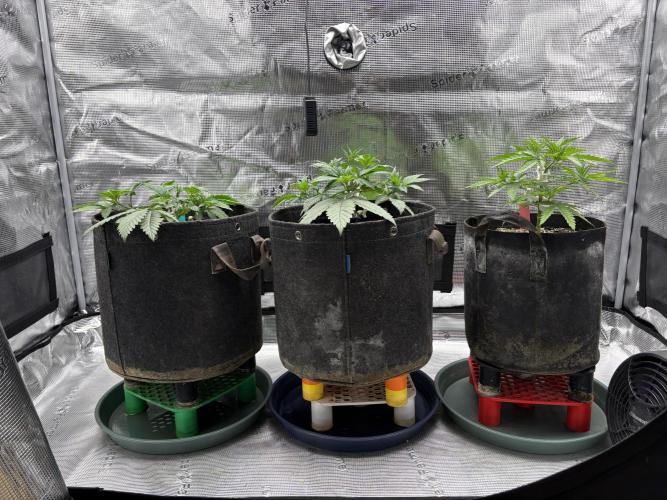 2026 | Glookies | Mystery Seed. Week 4 - 27