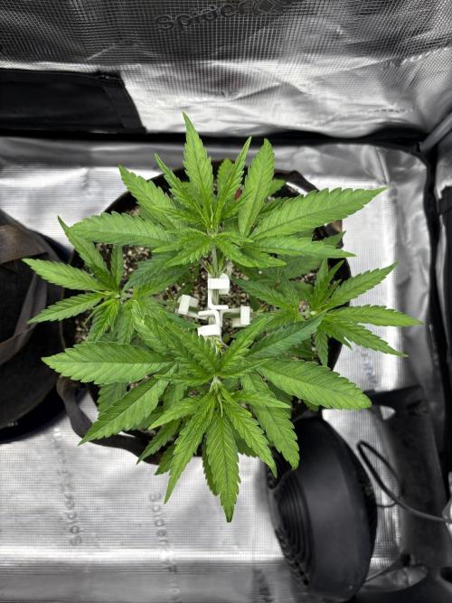 2026 | Glookies | Mystery Seed. Week 4 - D27 ?? Seed