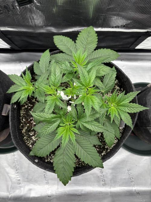 2026 | Glookies | Mystery Seed. Week 4 - D27 White Glookies
