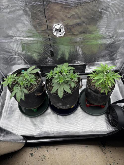 2026 | Glookies | Mystery Seed. Week 4 - 27