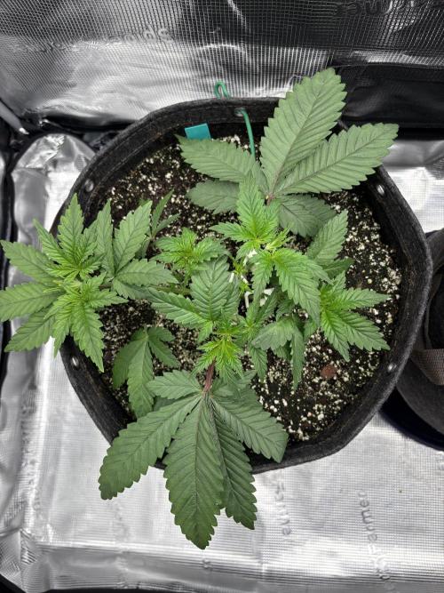 2026 | Glookies | Mystery Seed. Week 4 - D27 Green Glookies