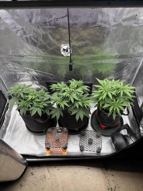2026 | Glookies | Mystery Seed. Week 5 - D35