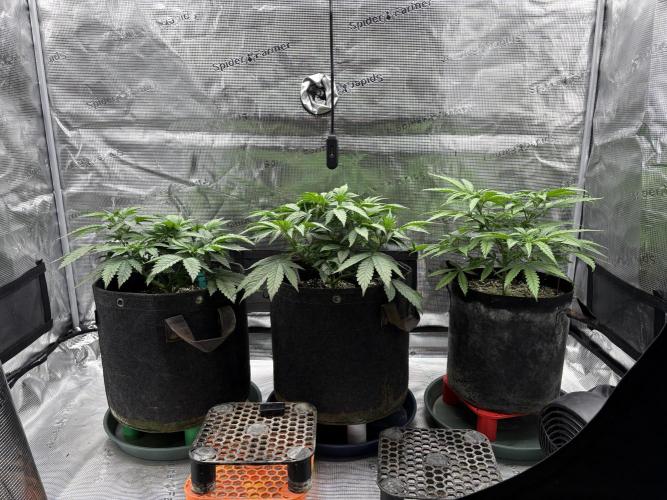 2026 | Glookies | Mystery Seed. Week 5 - D35