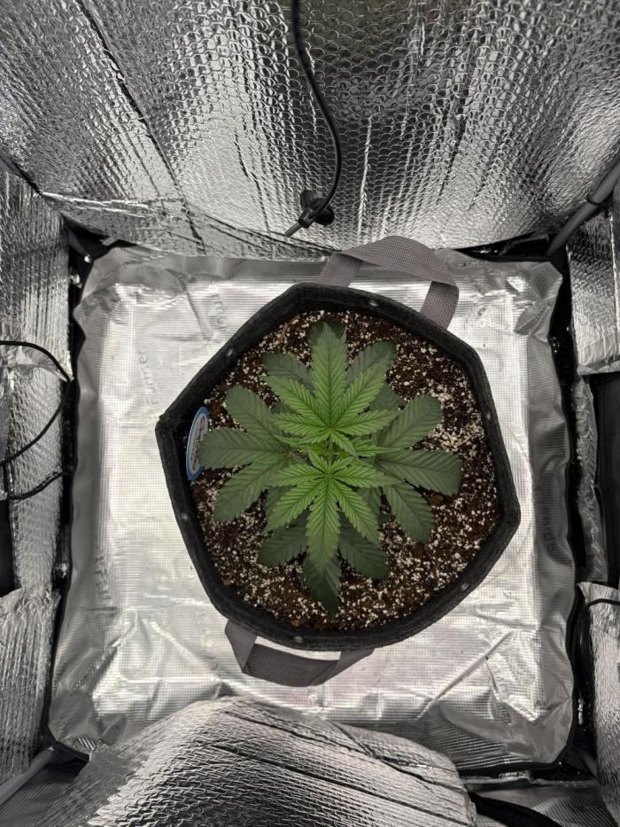 2026 | Guzzlerz. Week 3