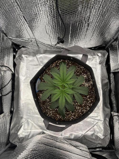 Guzzlerz. Week 3