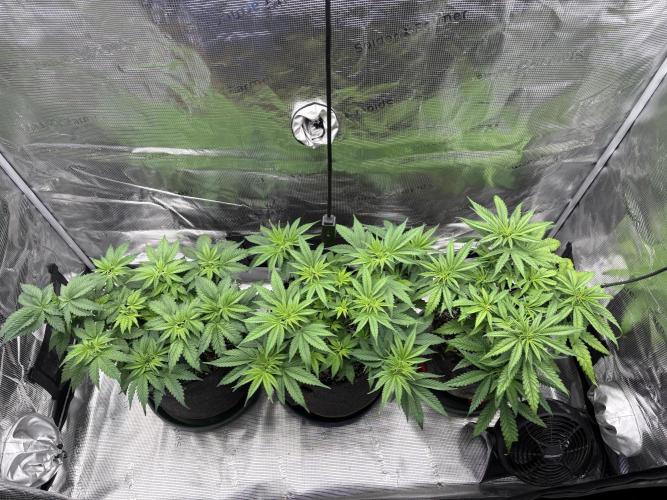 2026 | Glookies | Mystery Seed. Week 6 - D41
