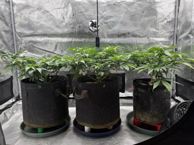 2026 | Glookies | Mystery Seed. Week 6