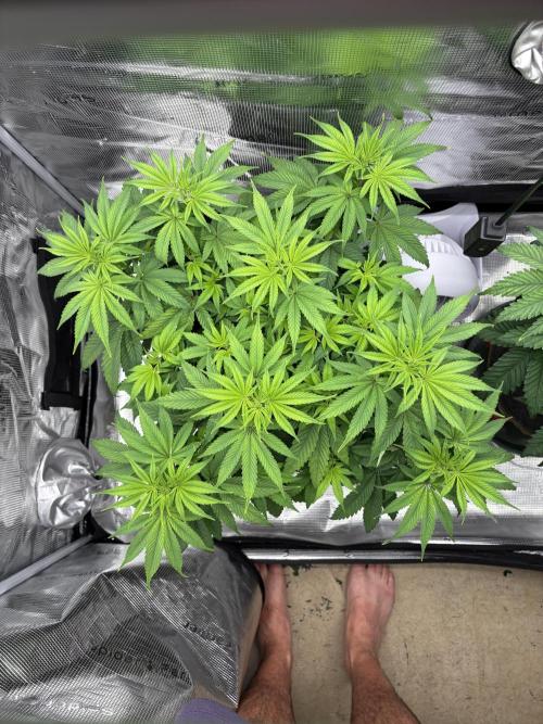 2026 | Glookies | Mystery Seed. Week 7 - White Glookies 
D47