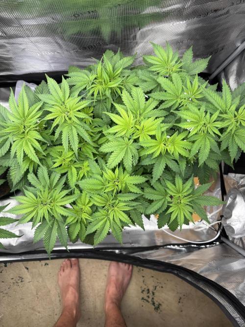 2026 | Glookies | Mystery Seed. Week 7 - Green Glookies 
D47