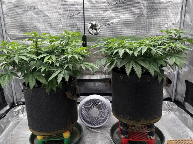 2026 | Glookies | Mystery Seed. Week 7